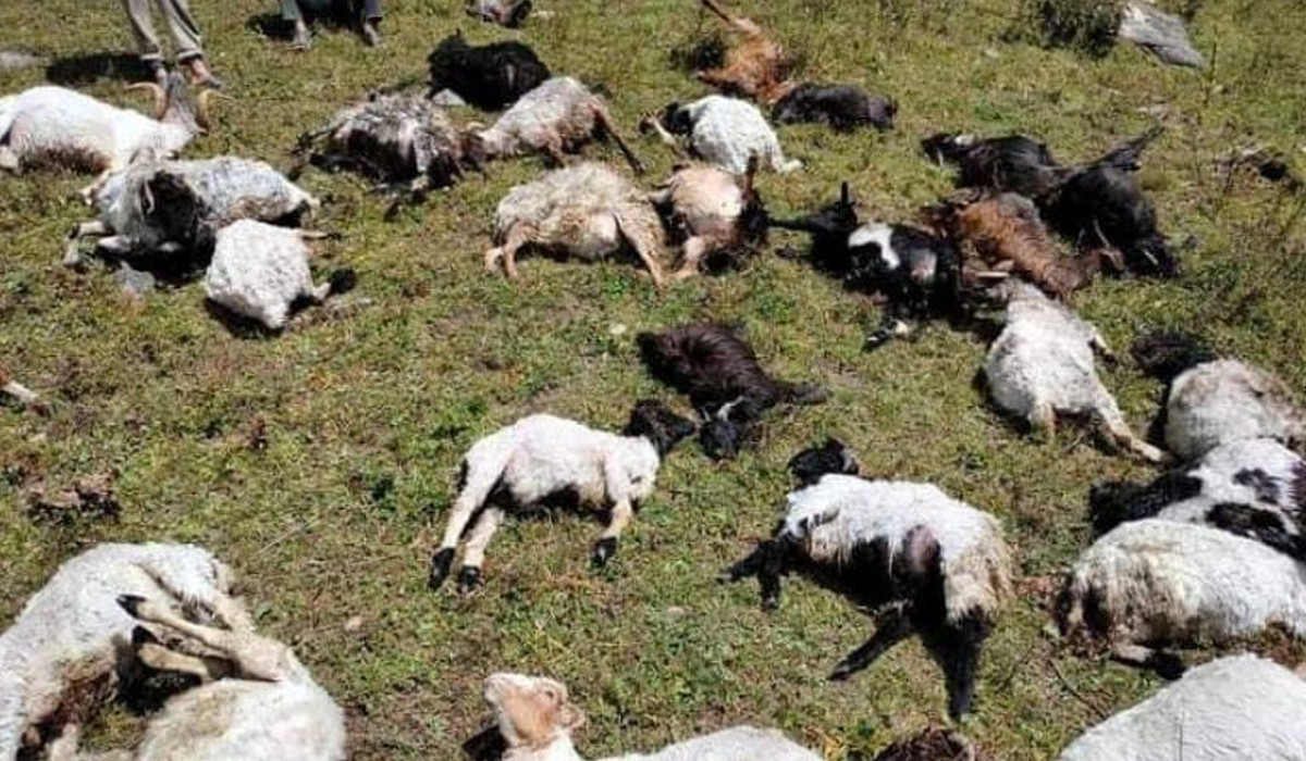 सङ्खुवासभाको सभापोखरीमा चट्याङ लागेर ७२ भेडाको मरे