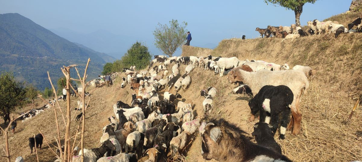 लेकतर्फ लाग्दै भेडाका बथान