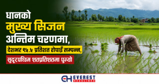 धानको मुख्य सिजन अन्तिम चरणमा, देशभर ९५.५ प्रतिशत रोपाइँ सम्पन्न, सुदूरपश्चिम शतप्रतिशतमा पुग्यो