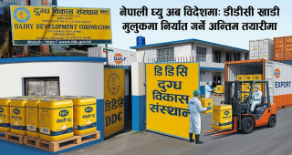 नेपाली घ्यु अब विदेशमा: डीडीसी खाडी मुलुकमा निर्यात गर्ने अन्तिम तयारीमा